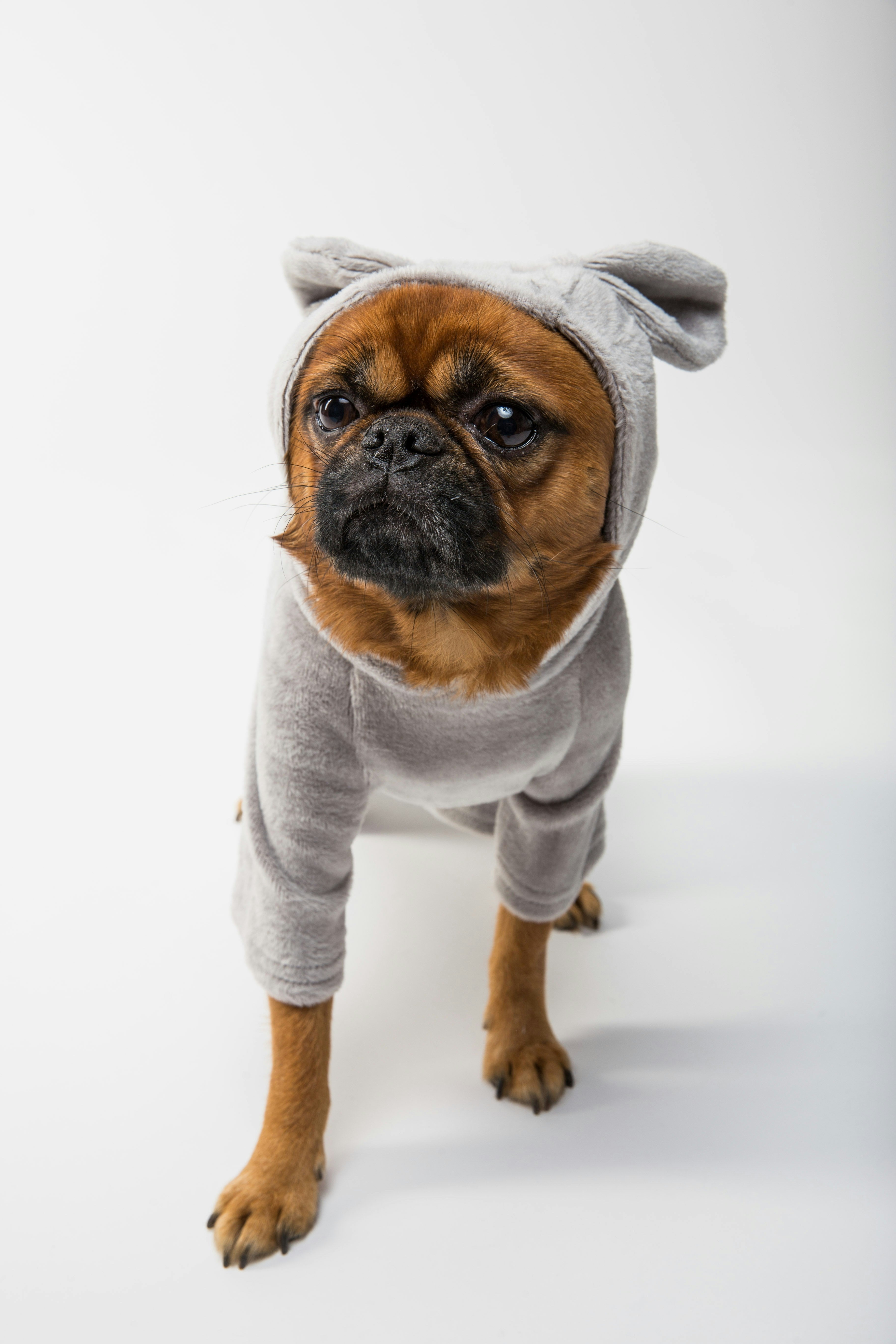 Pet Clothing and Accessories