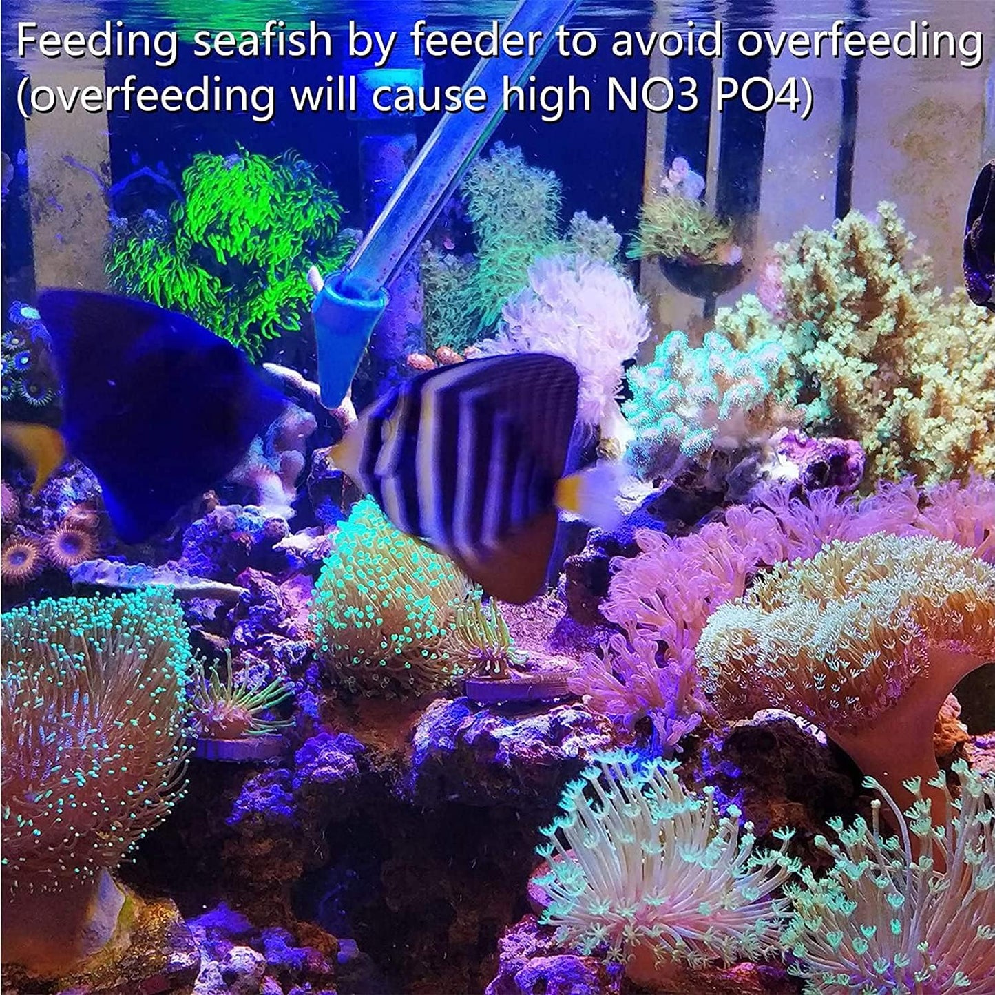 Coral Feeder Long Syringe, 2 Units, SPS HPS Marine Reef Coral Feeder Tool, 2 Tweezers for Coral Frag, Fish Excreta Cleaner