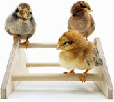 Mini Chick Perch Strong Roosting Bar Made in the USA!!! Jungle Gym Chicken Toys for Coop and Brooder for Baby Chicks El Pollitos La Pollita Pollos Gallinas Polluelos