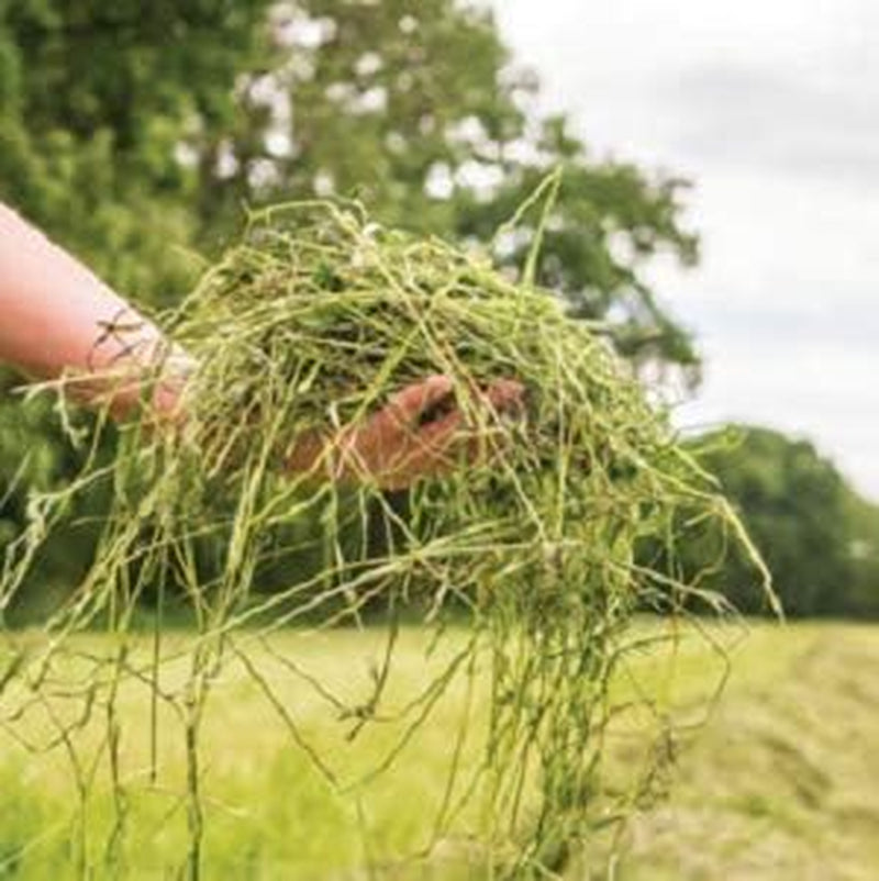 | Fresh Timothy Hay (25 Pounds) | Great for All Ages | High-Altitude Hay Pet Food for Rabbits, Guinea Pigs, Chinchillas, Hamsters, and Other Small Pets