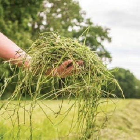 | Fresh Timothy Hay (25 Pounds) | Great for All Ages | High-Altitude Hay Pet Food for Rabbits, Guinea Pigs, Chinchillas, Hamsters, and Other Small Pets