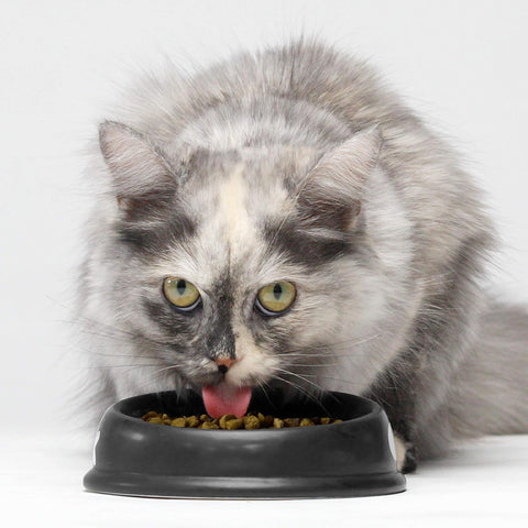 , Grain Free Dry Cat Food, High-Protein Kibble for a Complete & Balanced Diet, Non-Gmo Fruits & Vegetables, Prebiotic Fibers to Support Digestion, Pasture-Raised Lamb Recipe, 4Lb Bag
