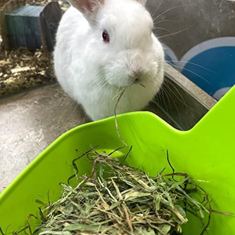 | Fresh Timothy Hay (24 Ounce) | Great for All Ages | High-Altitude Hay Pet Food for Rabbits, Guinea Pigs, Chinchillas, Hamsters, and Other Small Pets