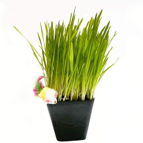 Cat Grass Blend - Wheat, Barley, Oats, and Rye Seed Mix - Non-Gmo - Certified Organic - Bonus CAT Toy (8 Oz)