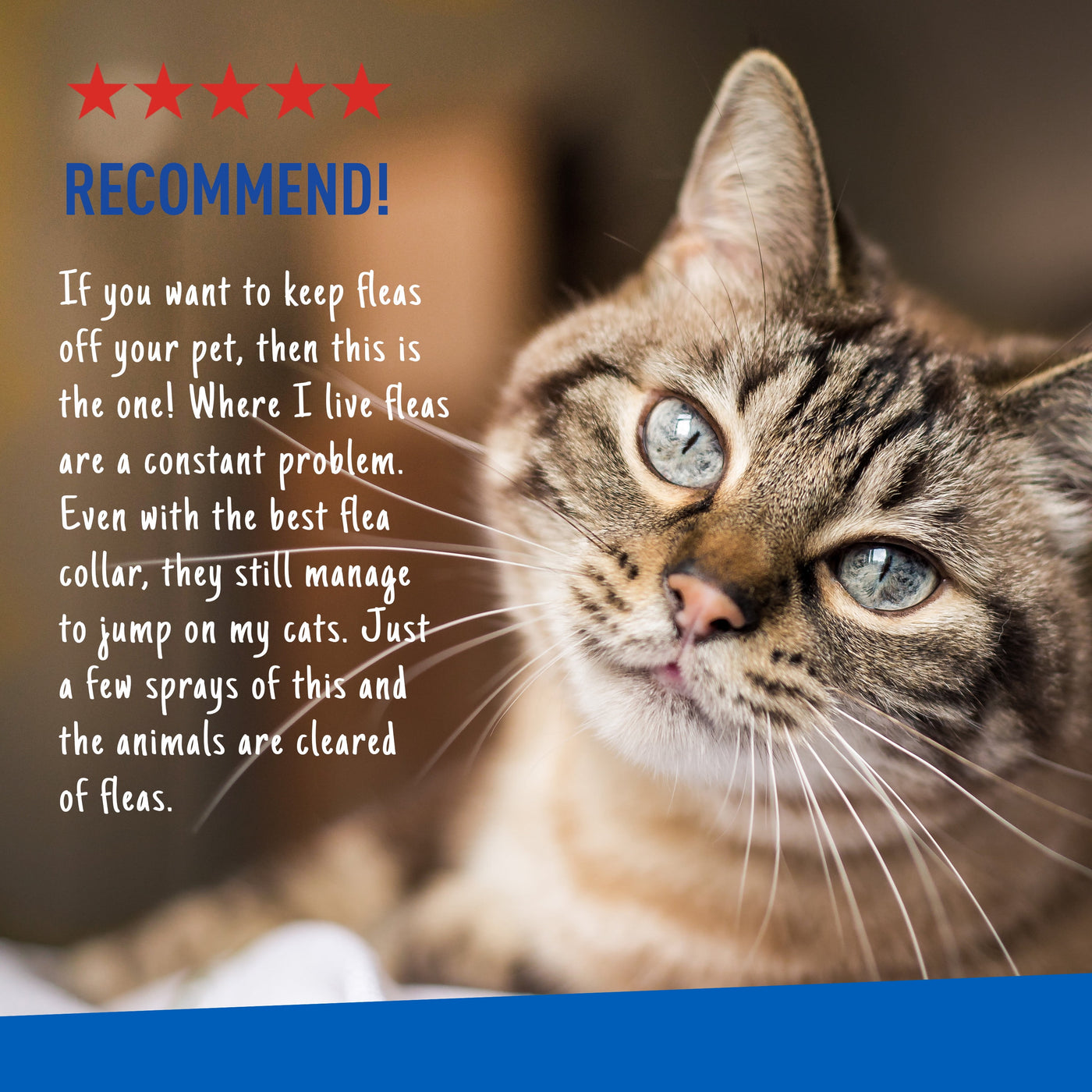 (2 Pack)  Flea and Tick Spray for Cats, 16 Ounces