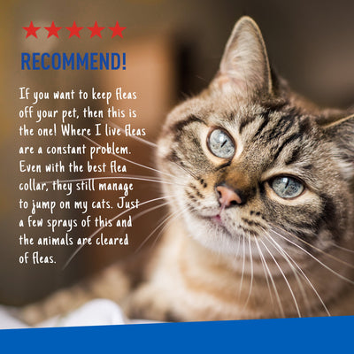 (2 Pack)  Flea and Tick Spray for Cats, 16 Ounces