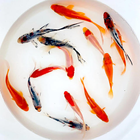 Live Shubunkin, Sarasa, and Comet Goldfish Combo, Live Fish with a Variety of Colors and Patterns - Perfect for Ponds, Tanks, and Aquariums - 4-5 Inches, 8 of Each, 24 Total Count