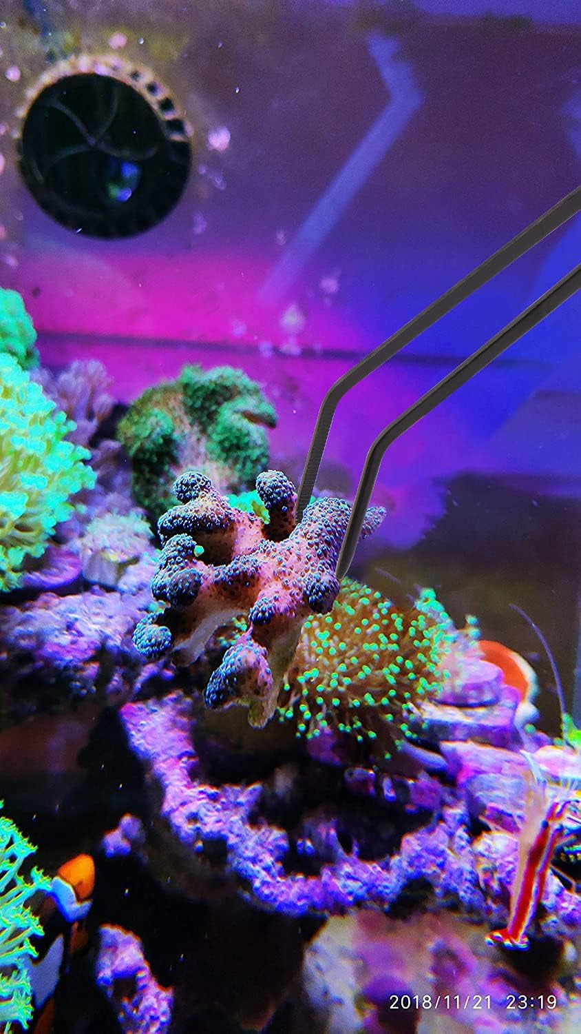 Coral Feeder Long Syringe, 2 Units, SPS HPS Marine Reef Coral Feeder Tool, 2 Tweezers for Coral Frag, Fish Excreta Cleaner