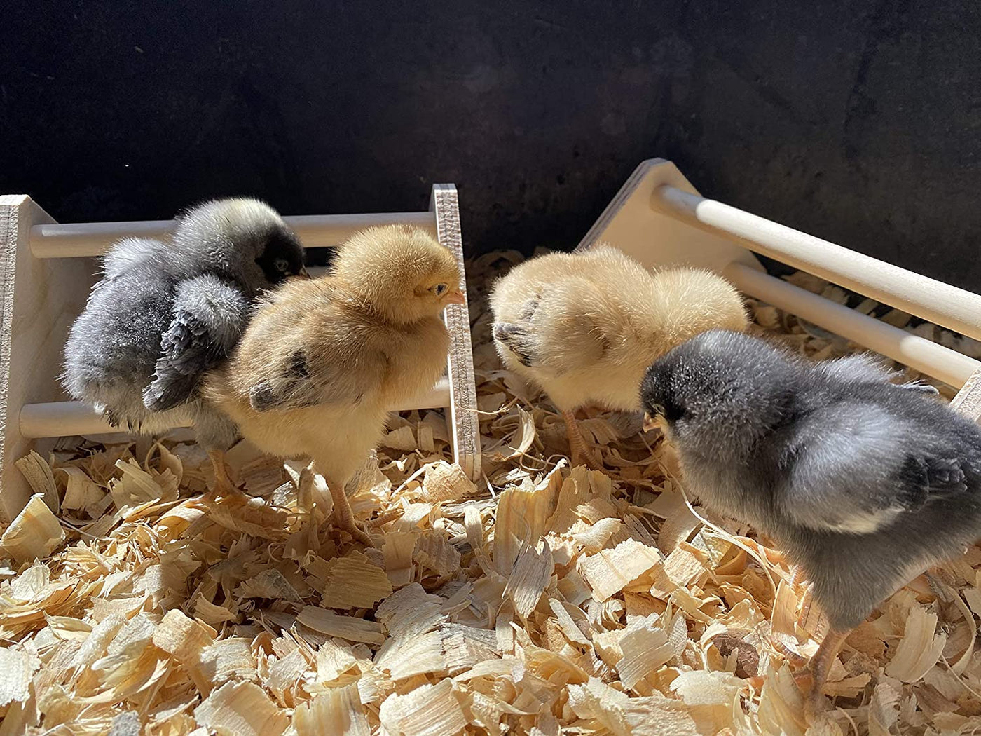 Mini Chick Perch Strong Roosting Bar Made in the USA!!! Jungle Gym Chicken Toys for Coop and Brooder for Baby Chicks El Pollitos La Pollita Pollos Gallinas Polluelos