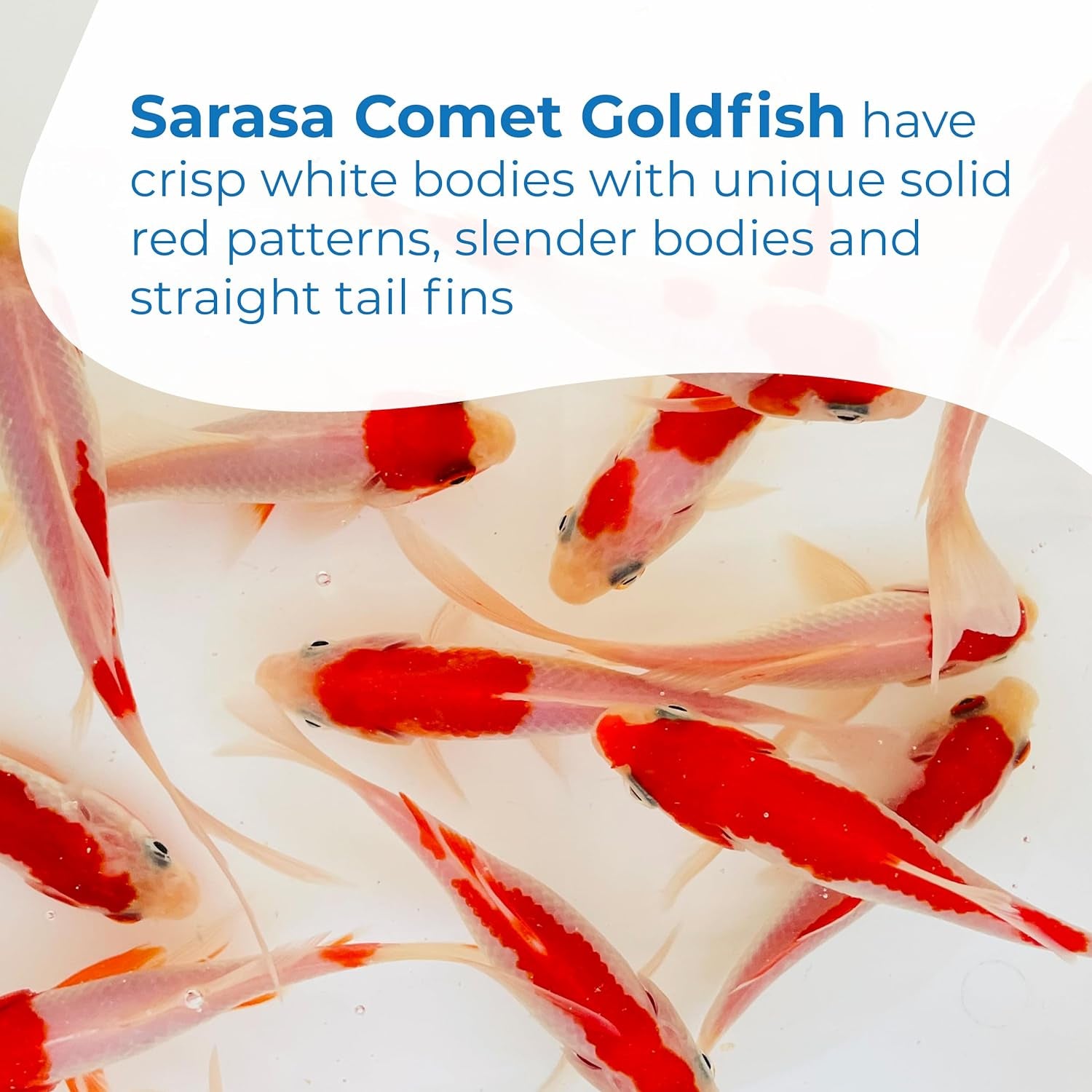 Sarasa Comet Goldfish: Live Red and White Goldfish with a Variety of Patterns - Perfect for Stocking Ponds, Aquariums, or Tanks - 2-3 Inches, 5 Count