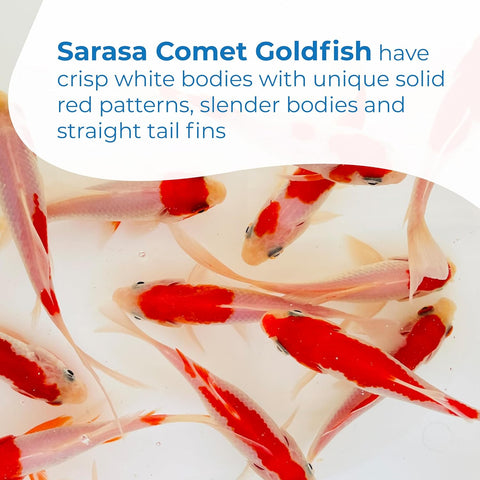 Sarasa Comet Goldfish: Live Red and White Goldfish with a Variety of Patterns - Perfect for Stocking Ponds, Aquariums, or Tanks - 2-3 Inches, 5 Count