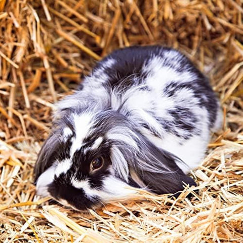 | Fresh Timothy Hay (24 Ounce) | Great for All Ages | High-Altitude Hay Pet Food for Rabbits, Guinea Pigs, Chinchillas, Hamsters, and Other Small Pets