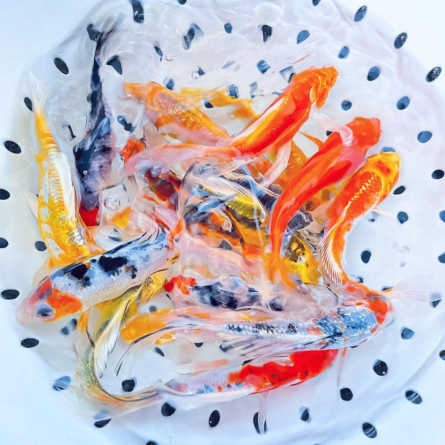Live Butterfly and Standard Fin Koi Combo, Live Fish with a Variety of Colors and Patterns - Perfect for Ponds, Tanks, and Aquariums - 3-4 Inches, 4 Count