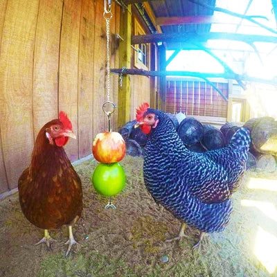 7 Packs Chicken Toys Set, Chicken Xylophone Toys for Hens, Chicken Bridge Swing Toys, Chicken Mirror Toys,Chicken Pecking Toys and Vegetable Hanging Feeder for Chicken Coop