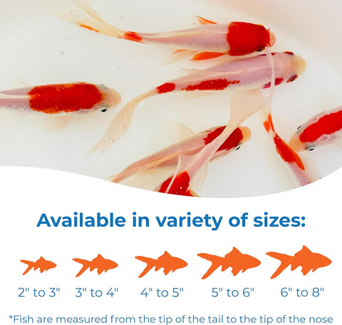 Sarasa Comet Goldfish: Live Red and White Goldfish with a Variety of Patterns - Perfect for Stocking Ponds, Aquariums, or Tanks - 2-3 Inches, 5 Count