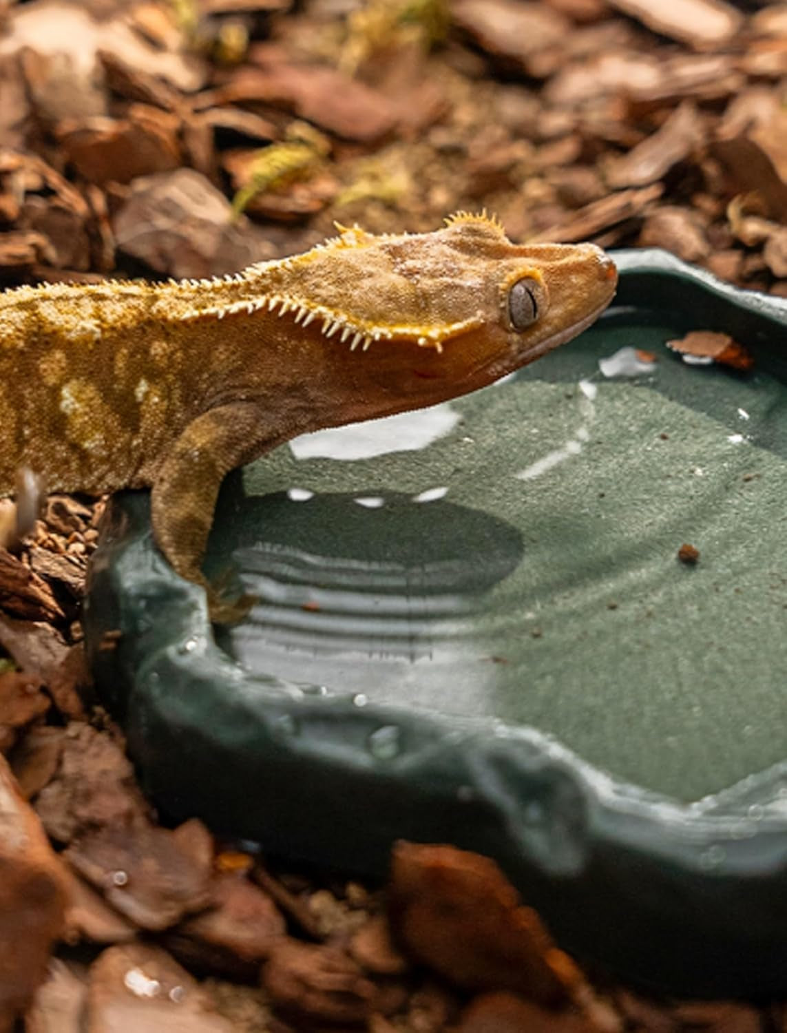 Reptile Bowl, Resin Rock Reptile Food and Water Feeder Pet Aquarium Ornament Terrarium Dish Plate for Tortoise Lizard Iguana(Dark Green S)
