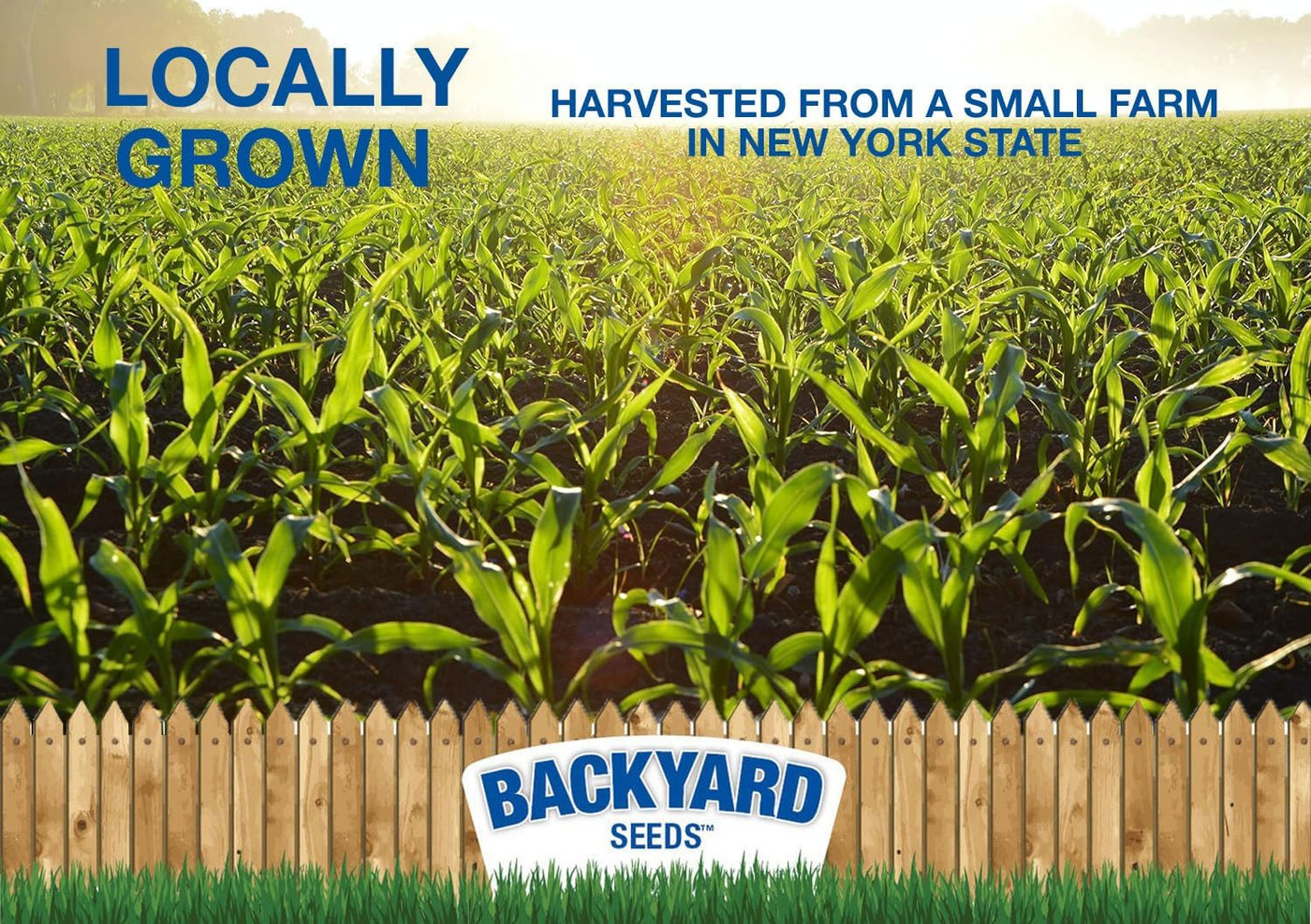 Cracked Corn for Birds, Turkeys, Wildlife, Chickens (50 Pounds)