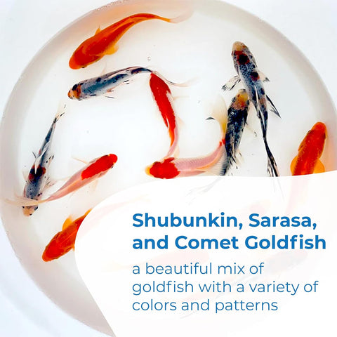 Live Shubunkin, Sarasa, and Comet Goldfish Combo, Live Fish with a Variety of Colors and Patterns - Perfect for Ponds, Tanks, and Aquariums - 4-5 Inches, 8 of Each, 24 Total Count