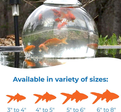 Classic Comet Goldfish: Live Goldfish with a Variety of Sizes for Ponds, Tanks, and Aquariums - 5-6 Inches, 5 Count