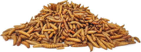 Black Soldier Fly Larvae 5LB, 100% Natural Non-Gmo Molting & Laying Supplement for Hens