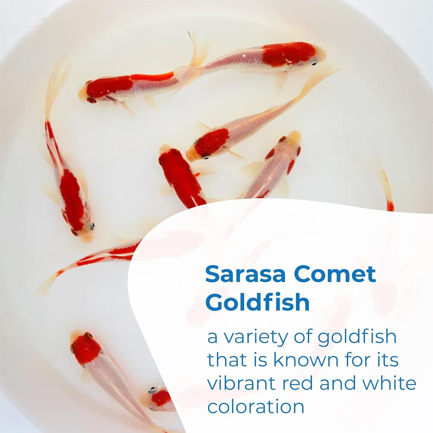 Sarasa Comet Goldfish: Live Red and White Goldfish with a Variety of Patterns - Perfect for Stocking Ponds, Aquariums, or Tanks - 2-3 Inches, 5 Count