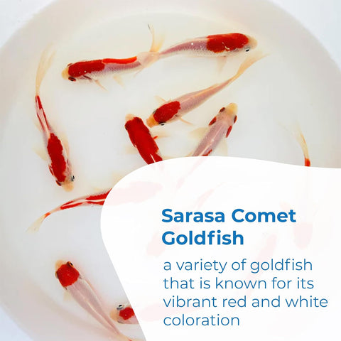 Sarasa Comet Goldfish: Live Red and White Goldfish with a Variety of Patterns - Perfect for Stocking Ponds, Aquariums, or Tanks - 2-3 Inches, 5 Count