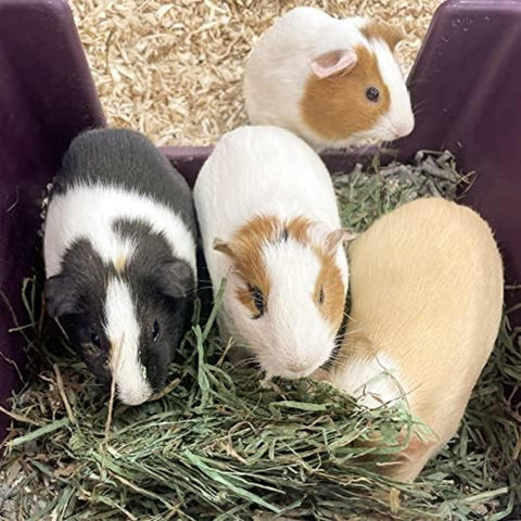 | Fresh Timothy Hay (24 Ounce) | Great for All Ages | High-Altitude Hay Pet Food for Rabbits, Guinea Pigs, Chinchillas, Hamsters, and Other Small Pets