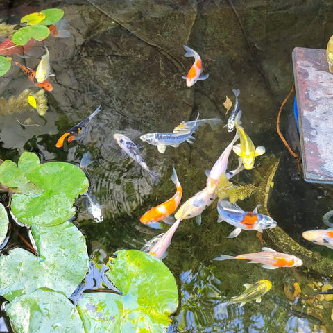 Live Butterfly and Standard Fin Koi Combo, Live Fish with a Variety of Colors and Patterns - Perfect for Ponds, Tanks, and Aquariums - 3-4 Inches, 4 Count