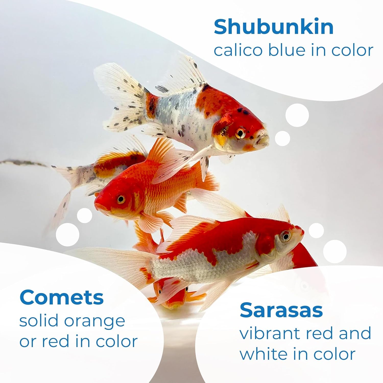 Live Shubunkin, Sarasa, and Comet Goldfish Combo, Live Fish with a Variety of Colors and Patterns - Perfect for Ponds, Tanks, and Aquariums - 4-5 Inches, 8 of Each, 24 Total Count