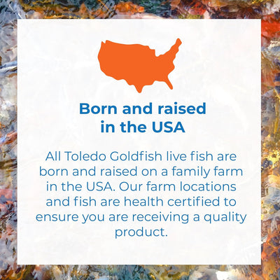 Classic Comet Goldfish: Live Goldfish with a Variety of Sizes for Ponds, Tanks, and Aquariums - 5-6 Inches, 5 Count