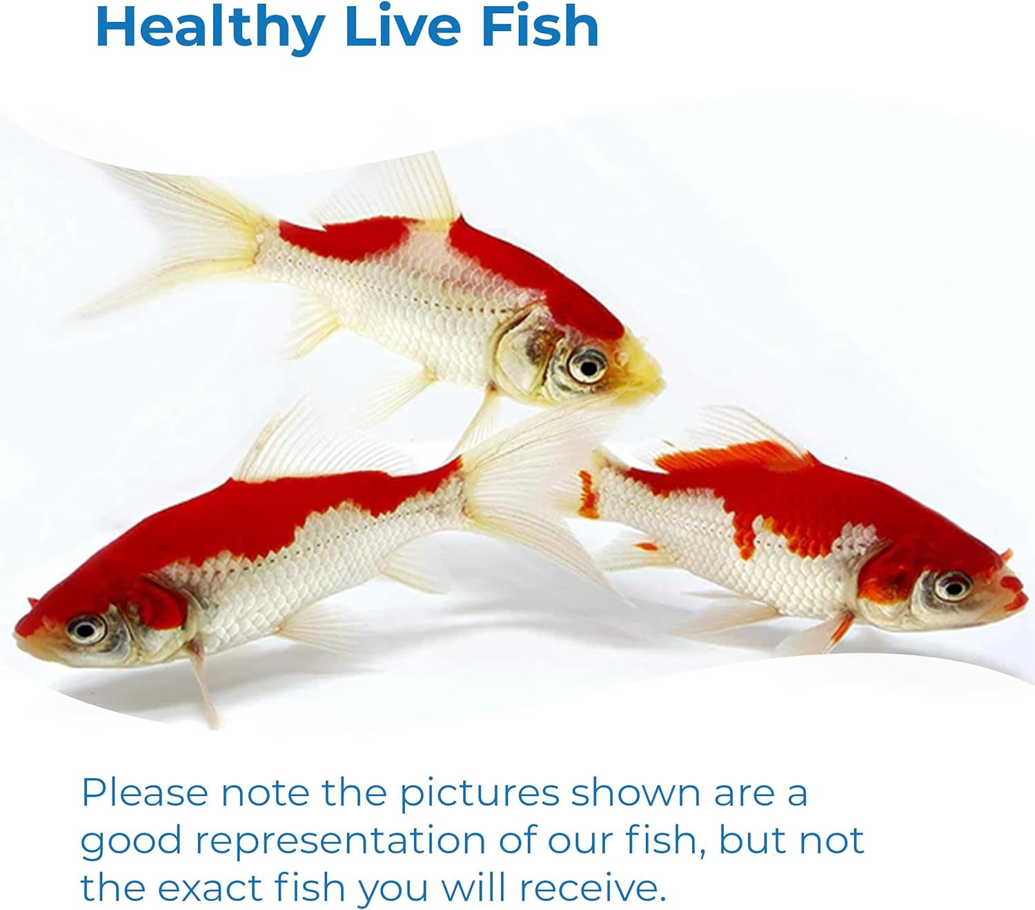 Sarasa Comet Goldfish: Live Red and White Goldfish with a Variety of Patterns - Perfect for Stocking Ponds, Aquariums, or Tanks - 2-3 Inches, 5 Count
