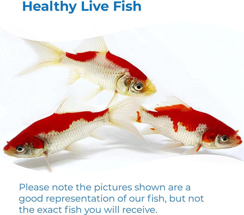 Sarasa Comet Goldfish: Live Red and White Goldfish with a Variety of Patterns - Perfect for Stocking Ponds, Aquariums, or Tanks - 2-3 Inches, 5 Count