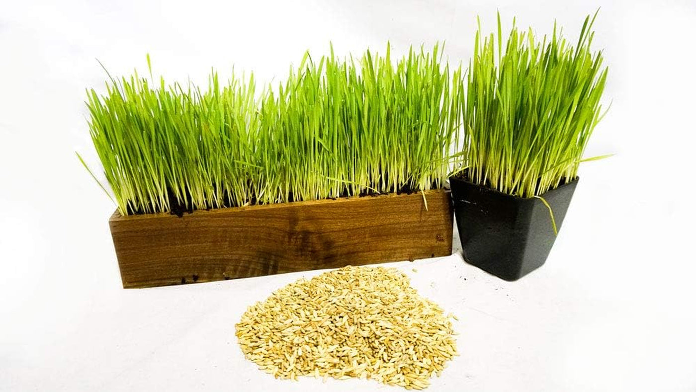 Cat Grass Blend - Wheat, Barley, Oats, and Rye Seed Mix - Non-Gmo - Certified Organic - Bonus CAT Toy (8 Oz)