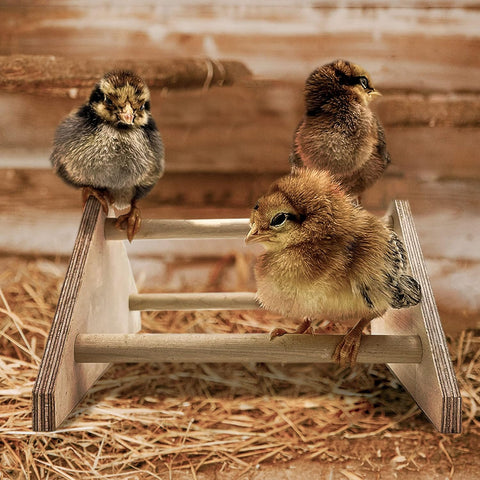 Mini Chick Perch Strong Roosting Bar Made in the USA!!! Jungle Gym Chicken Toys for Coop and Brooder for Baby Chicks El Pollitos La Pollita Pollos Gallinas Polluelos