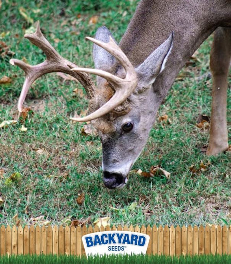 Cracked Corn for Birds, Turkeys, Wildlife, Chickens (50 Pounds)