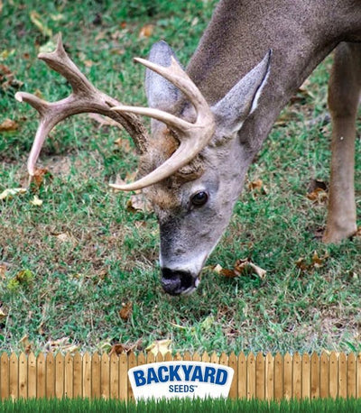 Cracked Corn for Birds, Turkeys, Wildlife, Chickens (50 Pounds)