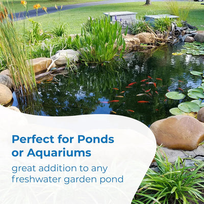 Classic Comet Goldfish: Live Goldfish with a Variety of Sizes for Ponds, Tanks, and Aquariums - 5-6 Inches, 5 Count