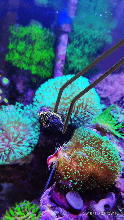 Coral Feeder Long Syringe, 2 Units, SPS HPS Marine Reef Coral Feeder Tool, 2 Tweezers for Coral Frag, Fish Excreta Cleaner