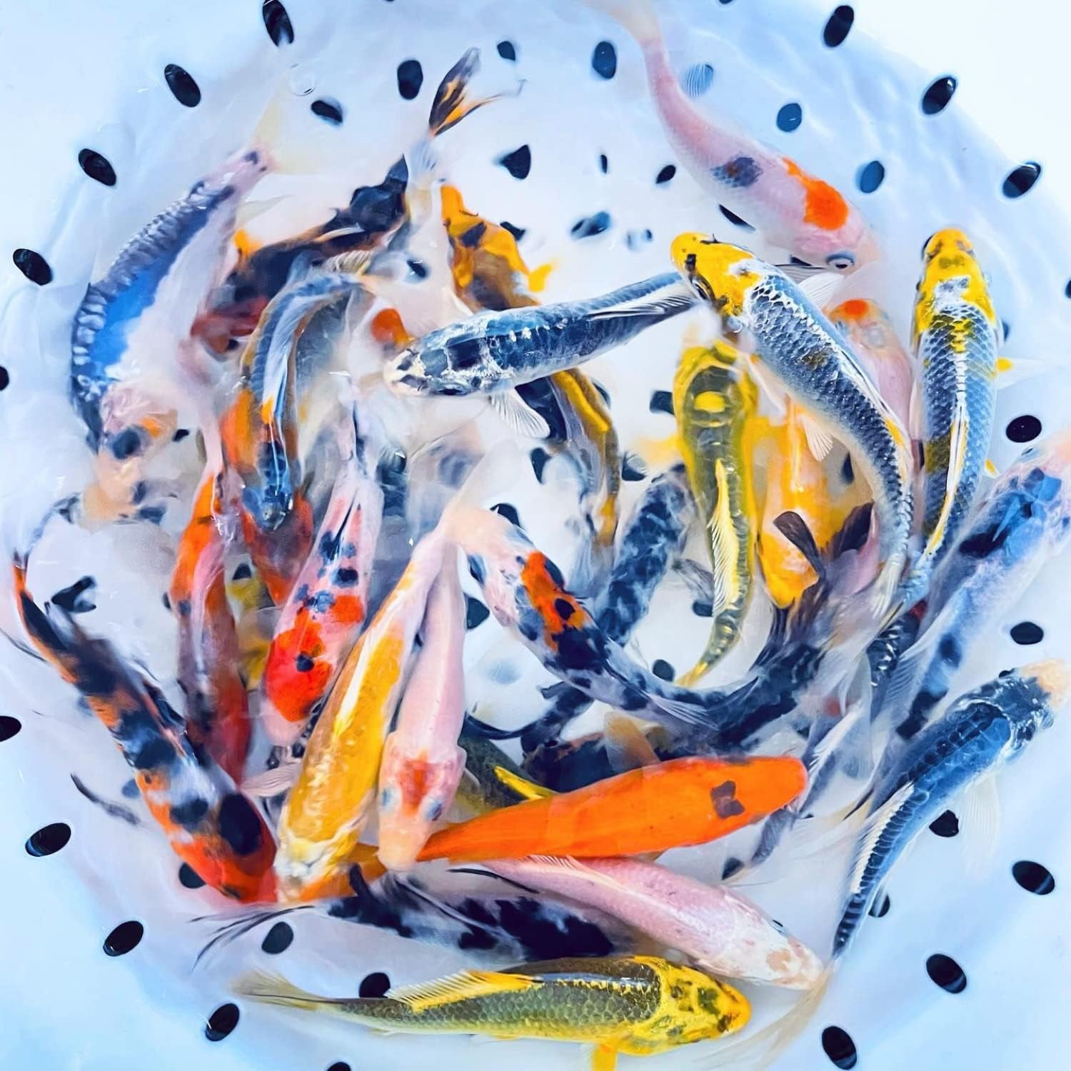 Live Butterfly and Standard Fin Koi Combo, Live Fish with a Variety of Colors and Patterns - Perfect for Ponds, Tanks, and Aquariums - 3-4 Inches, 4 Count