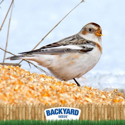 Cracked Corn for Birds, Turkeys, Wildlife, Chickens (50 Pounds)