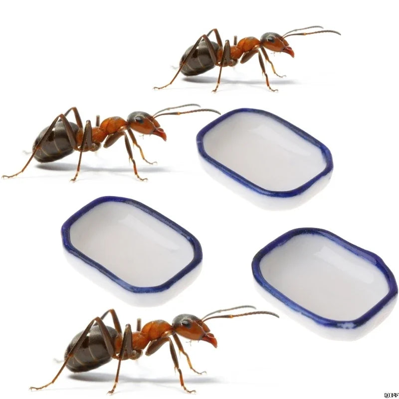 Ant Farm Feeding Plate Insect Food Water Bowl for Ant Anthill Feeding Container Tool Ant House Food Feeder Ant Nest Accessories