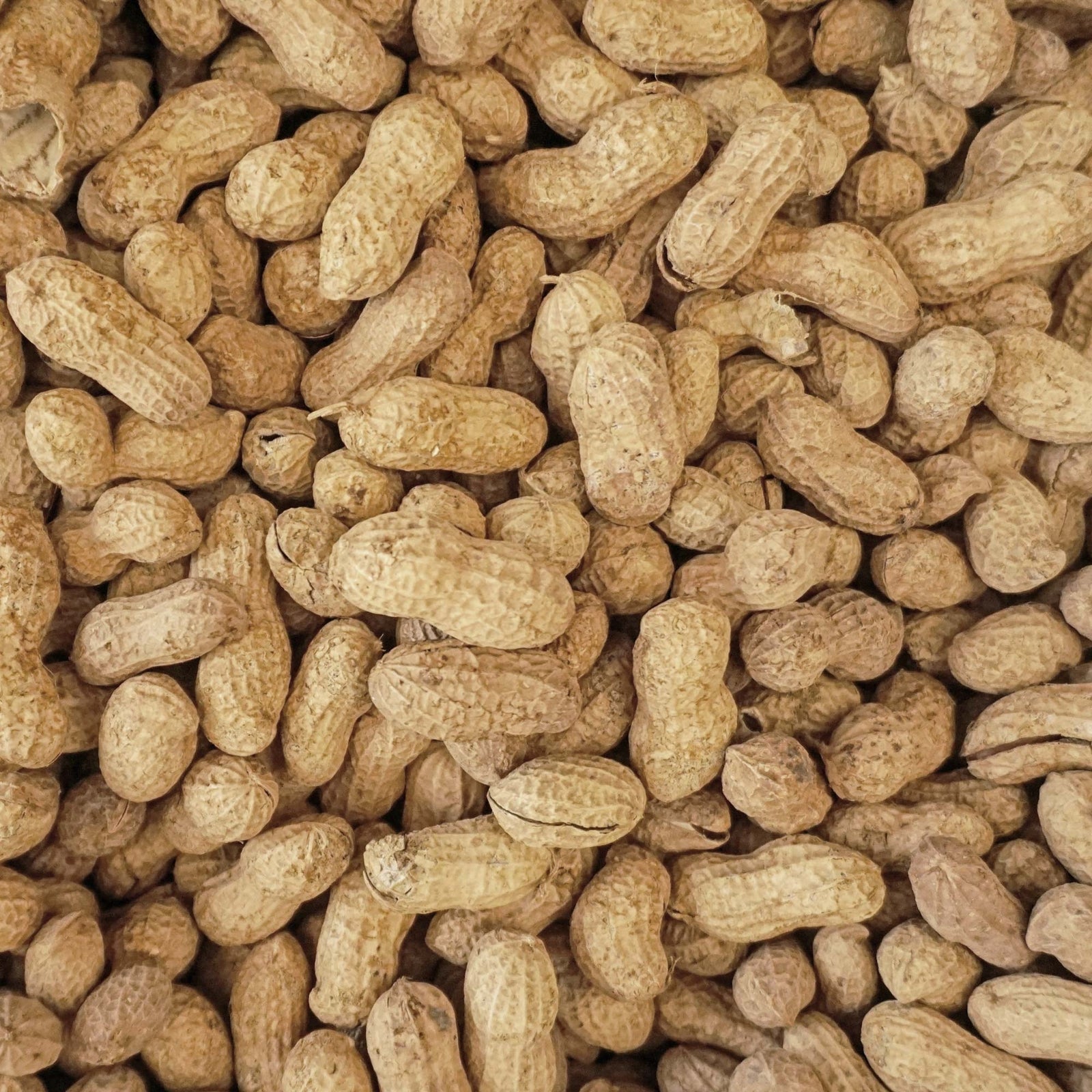 Wingfield Farm Virginia In-Shell Peanuts, Feed Wild Animals, 25 Pound Bag