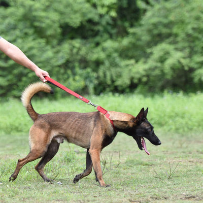 Traffic Nylon 18 Inches Short Leash with Soft Neoprene Padded Handle for Giant Large Medium Boy and Girl Dogs - Professional Training, Daily Use Walking. (Red)