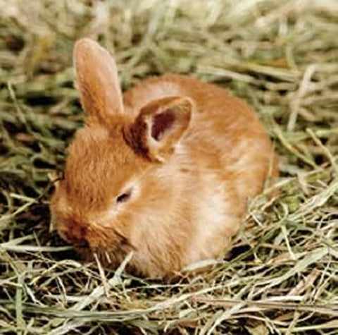 | Fresh Timothy Hay (25 Pounds) | Great for All Ages | High-Altitude Hay Pet Food for Rabbits, Guinea Pigs, Chinchillas, Hamsters, and Other Small Pets