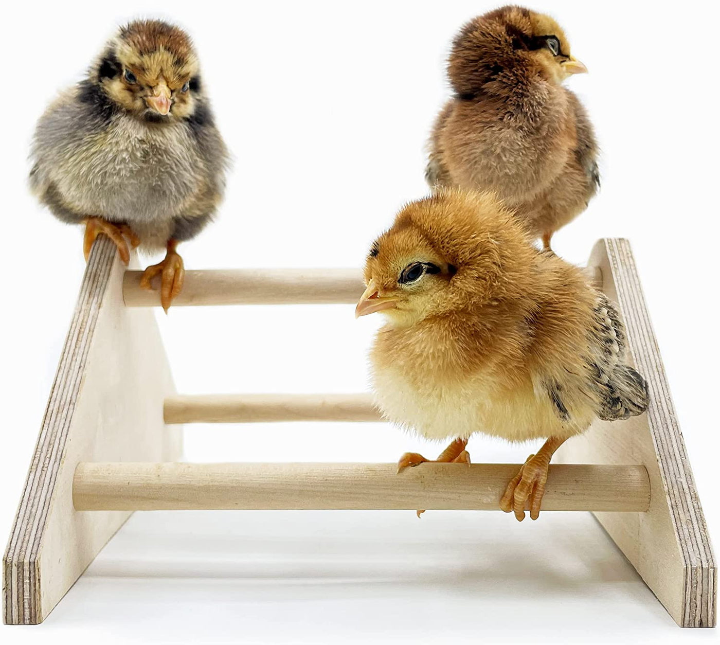 Mini Chick Perch Strong Roosting Bar Made in the USA!!! Jungle Gym Chicken Toys for Coop and Brooder for Baby Chicks El Pollitos La Pollita Pollos Gallinas Polluelos