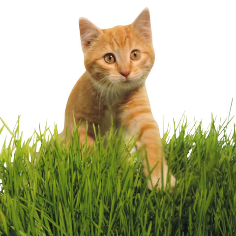 Non-Gmo,  Premium Wheat Seed, Cat Grass Seed, Wheatgrass, Hard Red Winter Wheat (5 Lbs.)