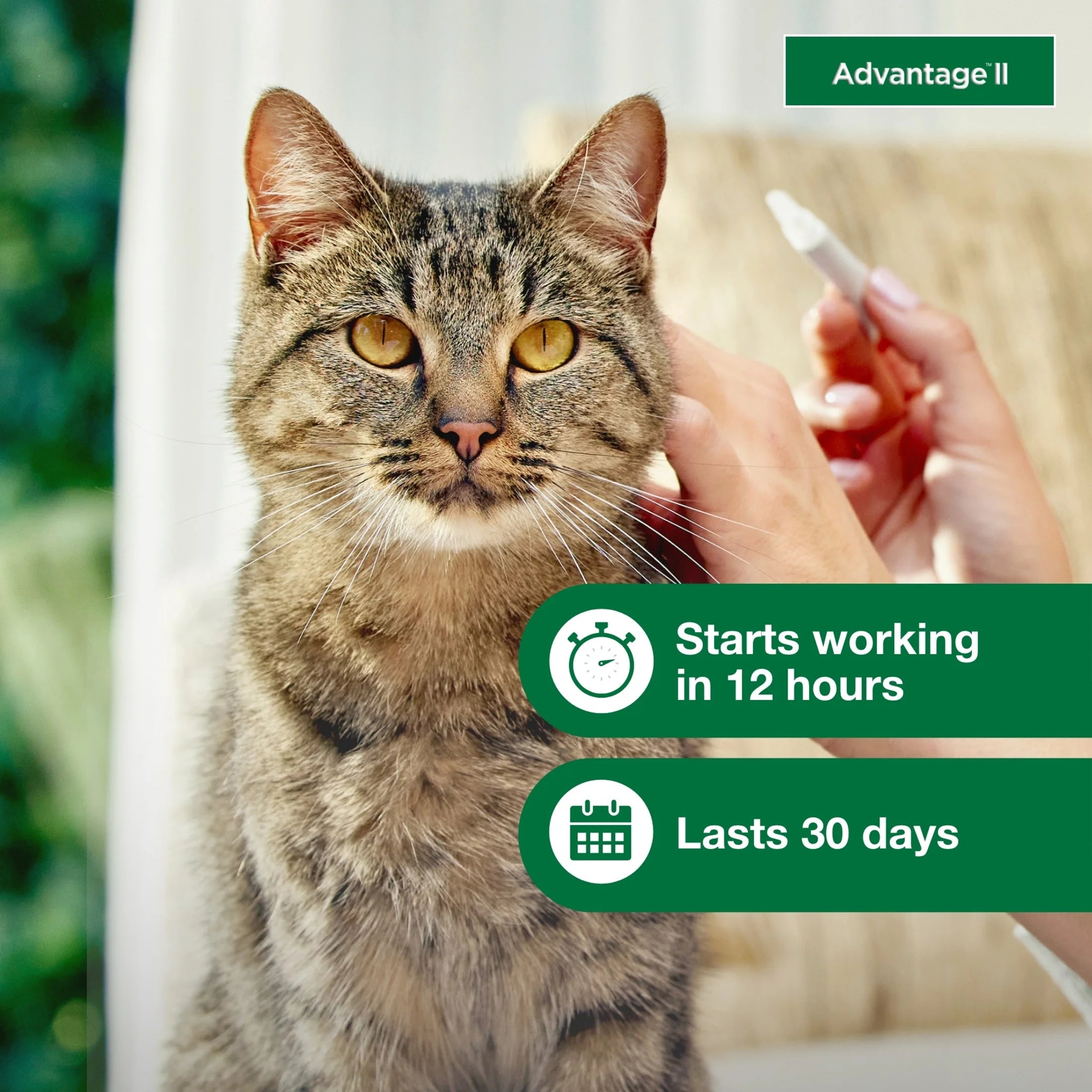 (3 Pack)  Vet-Recommended Flea Prevention for Large Cats 9 Lbs+, 2-Monthly Treatments