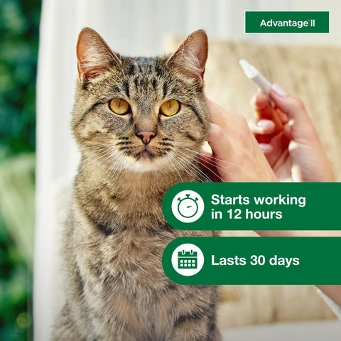 (3 Pack)  Vet-Recommended Flea Prevention for Large Cats 9 Lbs+, 2-Monthly Treatments