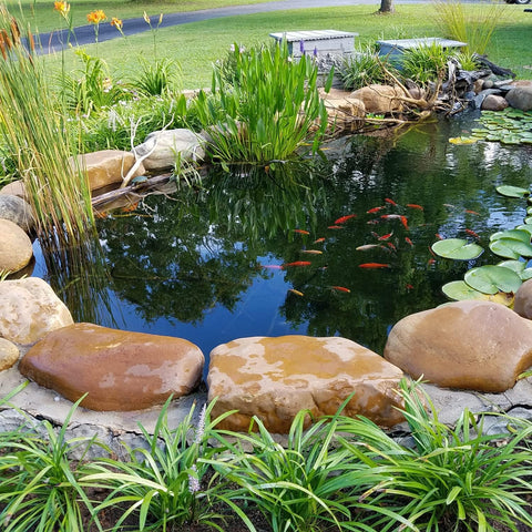 Live Butterfly and Standard Fin Koi Combo, Live Fish with a Variety of Colors and Patterns - Perfect for Ponds, Tanks, and Aquariums - 3-4 Inches, 4 Count