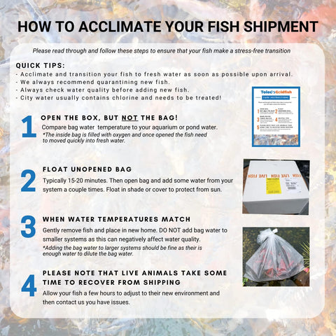Live Butterfly and Standard Fin Koi Combo, Live Fish with a Variety of Colors and Patterns - Perfect for Ponds, Tanks, and Aquariums - 3-4 Inches, 4 Count